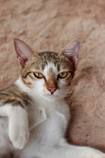 A relaxed domestic cat with tabby markings lies down and looks at the camera with an indifferent