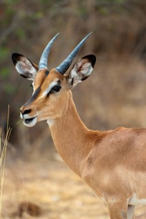 Black-nosed impala (Aepyceros petersi), antelope, ungulate, in Etosha National Park, savannah,