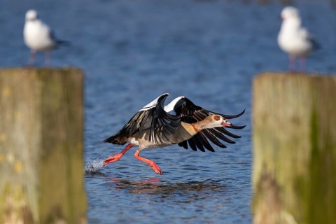 A Nile Goose at the Sta, Lake Kemnader, Ruhr area, North Rhine-Westphalia, Germany, Europe