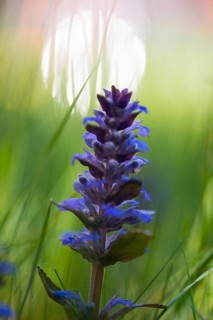 Blue bugle (Ajuga reptans), blue inflorescence in a meadow, in the grass with a soft background,