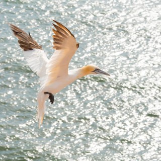 Northern gannet (Morus bassanus) (synonym: Sula bassana) flying over the moving sea, water