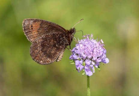 Marbled marbled butterfly (Erebia montanus), Valais, Switzerland, Europe