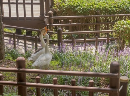 Goose and gander together in garden of lilac flowers in public park