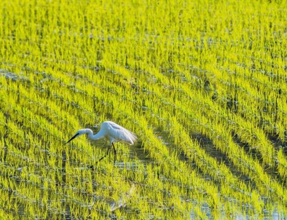 White snowy egret looking for food in a rice paddy on a sunny morning in South Korea