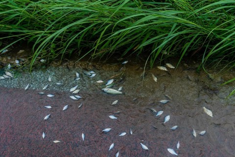 Minnows dying in shallow water at riverside park after torrential rainfall