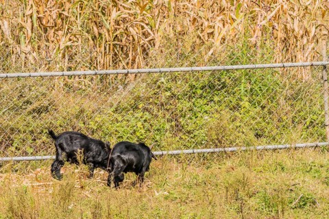 Two adult black goats feeding next to a fence surrounding a field of corn stalks