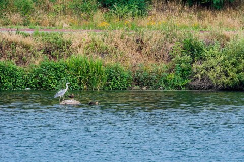 Little blue heron standing on rock in river with two ducks