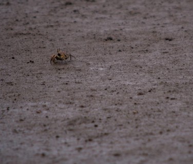 Closeup of a small sand crab walking on a muddy sandbar