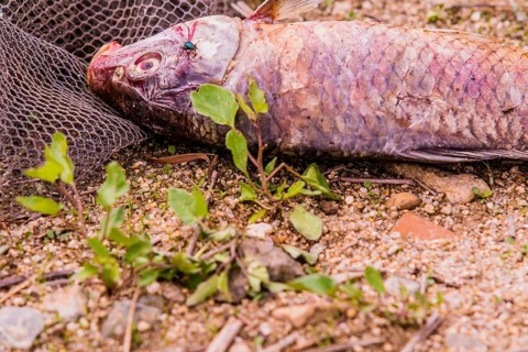 Closeup of fly feasting on the carcass of dead fish laying on the ground next to a black fishing