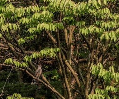 Turtle Dove sitting on a tree branch with lush green leaves