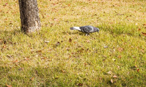 Closeup of pigeon hunting for food in grass next to a tree
