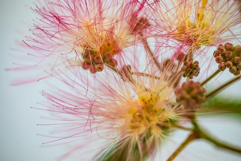 Blossoms of a bastard tamarind (Albizia julibrissin), Capoliveri, Elba, Tuscan Archipelago,