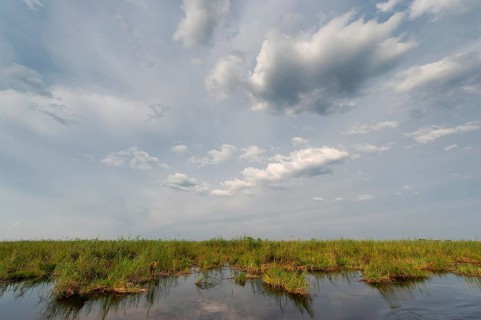 River cruise in the Okavango Delta, reeds, clouds, nature, natural landscape, landscape, nobody,