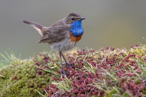 Bluethroat (Luscinia svecica), male, on shrub, Castilla y Leon province, Picos de Europa, Spain,