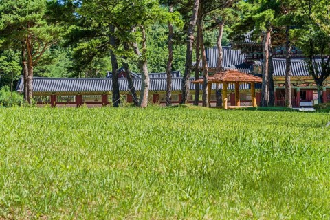 Wooden oriental gazebo with wooden tiled roof under tall trees in front of buildings with ceramic