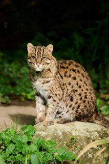 Fishing cat (Prionailurus viverrinus) sitting on the ground, Germany, Europe