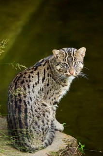 Fishing cat (Prionailurus viverrinus) sitting at water, Germany, Europe