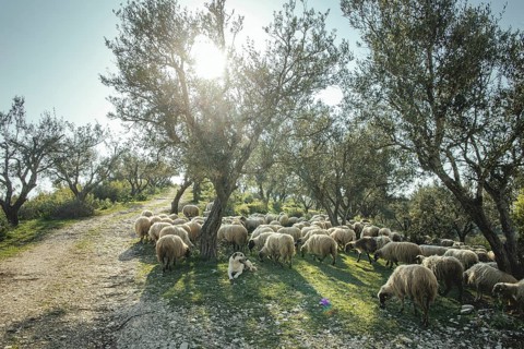 Flock of sheep in an olive grove, Saranda, Albania, Europe