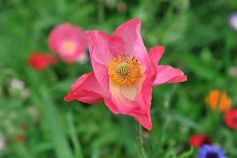 Colourful flower meadow, Schwaebisch Gmuend, Baden-Wuerttemberg, Germany, Europe