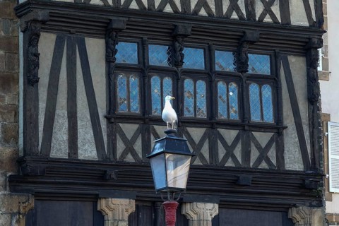 Half-timbered house Maison a Lanterne Maison de la Reine Anne on Place Alende, seagull on street