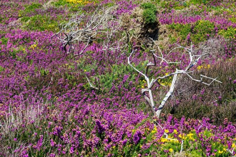Heath landscape on the Cap de la Chevre, Crozon peninsula, Finistere department, Brittany region,