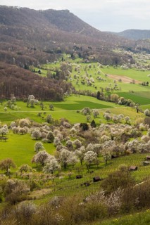 Orchard meadows near Weilheim an der Teck, Swabian Alb. View of the Breitenstein, Albtrauf. Cherry