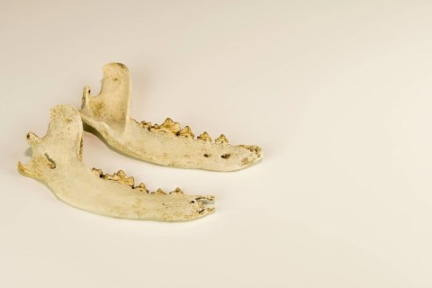 Jaw bones of dead animal with teeth intact isolated on white background