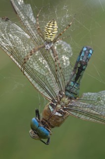 Wasp spider (Argiope bruennichi) with king dragonfly (Anax imperator), Emsland, Lower Saxony,