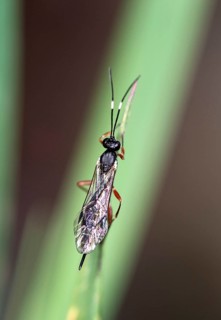 Sclup wasp (Xorides praecatorius), Valais, Switzerland, Europe