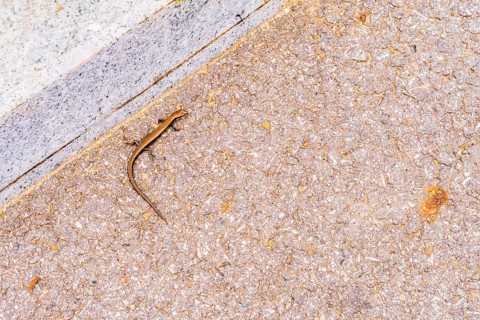 Small bronze colored lizard resting in sun next to curb of paved road