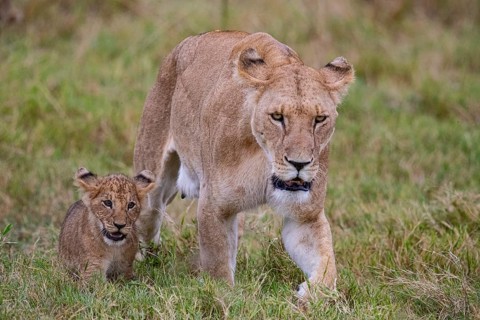 Lion (Panthera leo) Masai Mara Kenya