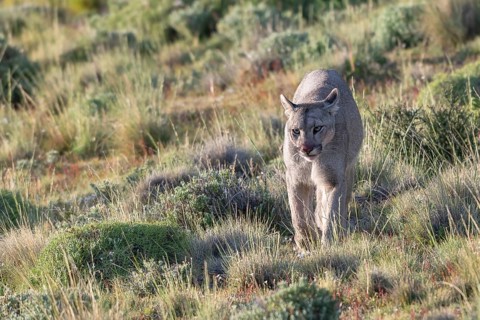 Cougar (Cougar concolor), silver lion, mountain lion, cougar, panther, small cat, Torres del Paine
