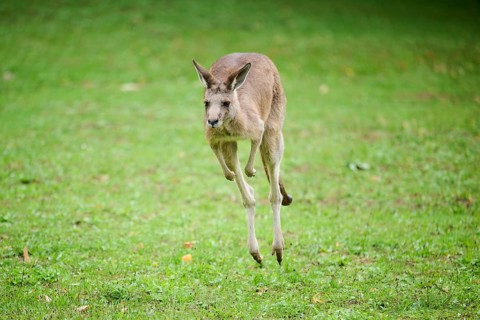 Western grey kangaroo (Macropus fuliginosus) running on a meadow, captive, Germany, Europe