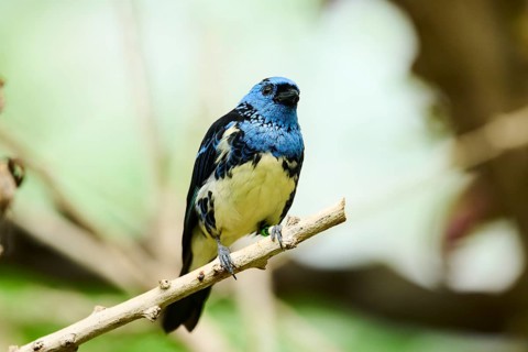 Opal-rumped tanager (Tangara velia) sitting on a branch, Bavaria, Germany, Europe