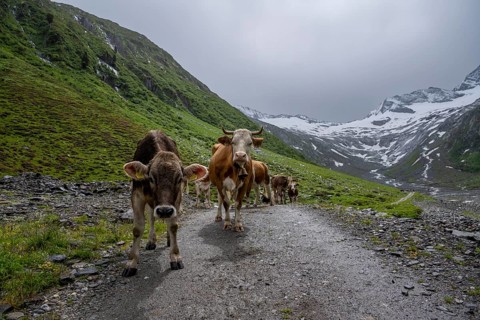 Cows on the alpine meadow, Schlegeisgrund valley, glaciated mountain peaks Hoher Weiszint and