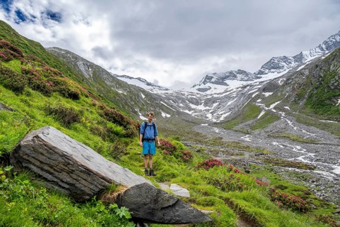 Mountaineers on a hiking trail between blooming alpine roses, view of the Schlegeisgrund valley,