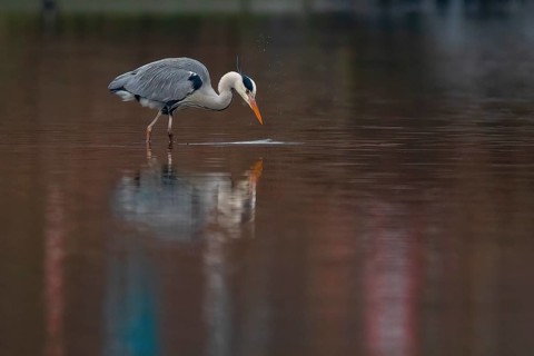 A grey heron fishing, Lake Kemnader, Ruhr area, North Rhine-Westphalia, Germany, Europe