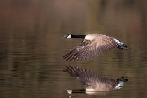 A Canada goose in flight, Lake Kemnader, Ruhr area, North Rhine-Westphalia, Germany, Europe