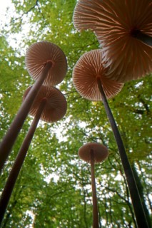 Long-stemmed garlic dwindler (Marasmius alliaceus), from below, lamellae, Hesse, Germany, Europe