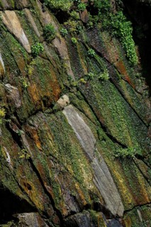 Moss-covered cliff below the Pointe Saint-Mathieu, Plougonvelin, Finistere department, Brittany