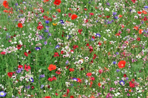 Colourful flower meadow, Schwaebisch Gmuend, Baden-Wuerttemberg, Germany, Europe