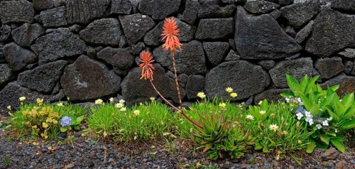 Red flowers of the medicinal plant aloe vera in front of a traditional stone wall surrounded by