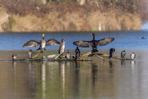 Great cormorant (Phalacrocorax carbo) and Pygmy Cormorant (Microcarbo pygmaeus) sitting on a branch