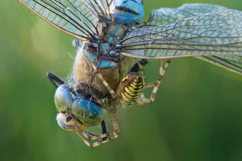 Wasp spider (Argiope bruennichi) with king dragonfly (Anax imperator), Emsland, Lower Saxony,