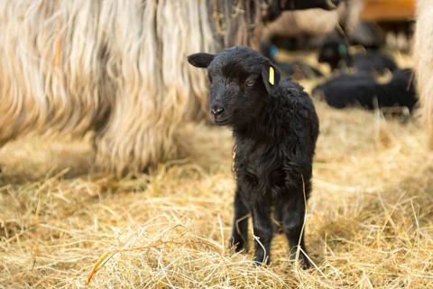 Grey horned Heidschnucke moorland sheep (Ovis gmelini aries), breed of domestic sheep, Nordic