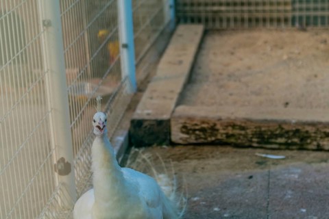Closeup of white peacock in its cage at zoo