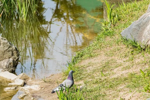 NGray rock pigeon standing on ground near a small pond tall reeds