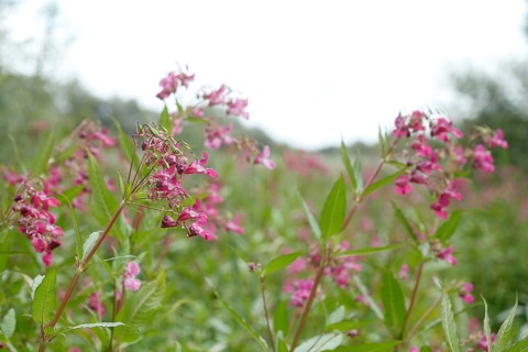 Lamprocapnos (Lamprocapnos spectabilis) or Herzerlstock, flowers, Germany, Europe