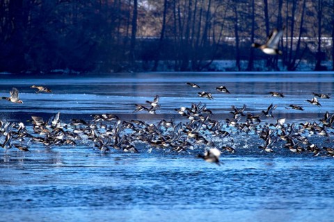 A flock of tufted duck (Aythya fuligula) and mallards (Anas platyrhynchos), take-off from the