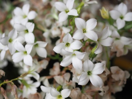 Kalanchoe (Saxifragales Crassulaceae) plant white flower